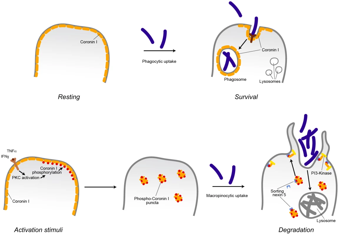 Model describing the induction of coronin 1-mediated macropinocytosis upon macrophage activation.