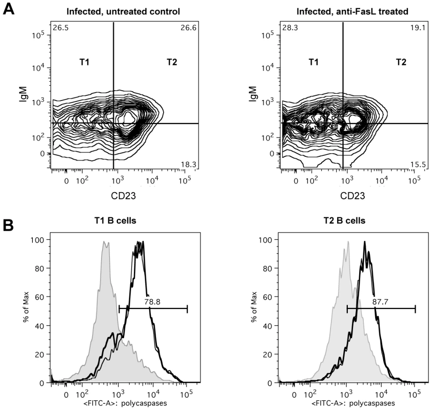 <i>In vivo</i> anti-FasL treatment of <i>T. brucei</i> infected mice.