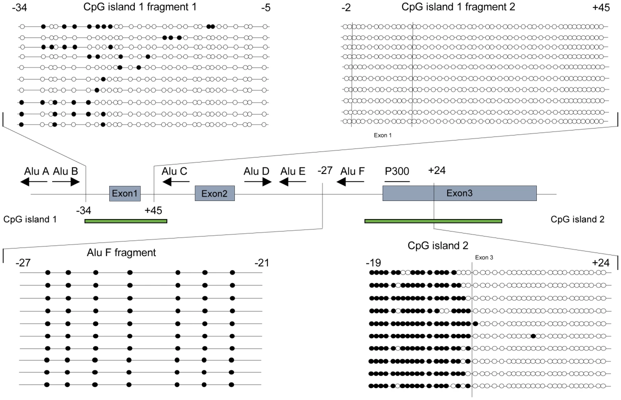<i>POMC</i> CpG methylation pattern of CpG island 1 and 2.