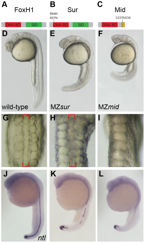MZ<i>mid</i> mutants lack notochords.