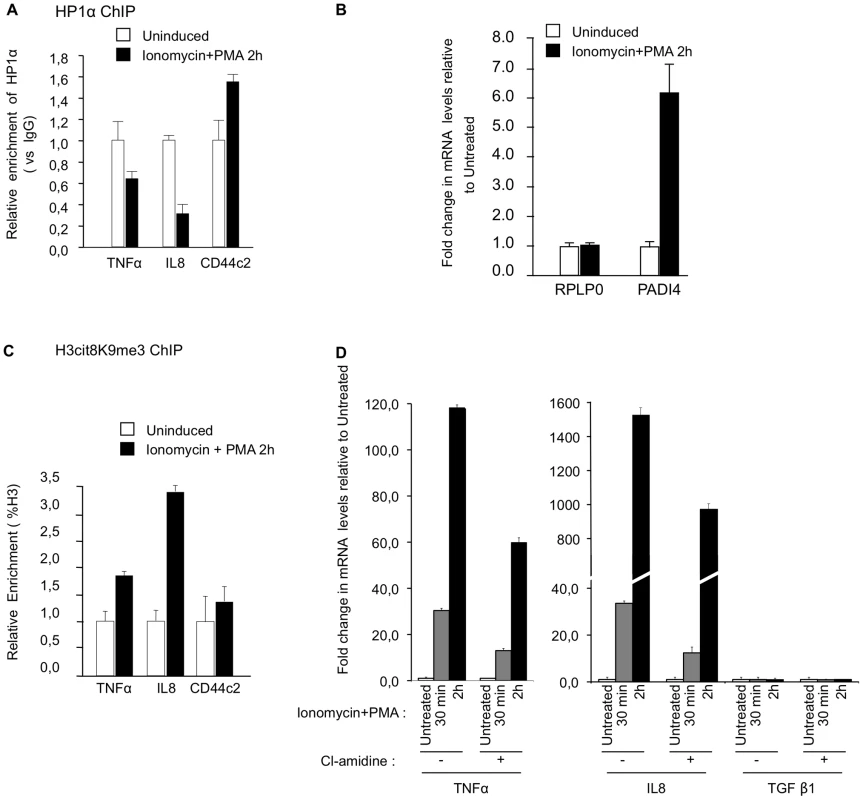 PADI activity facilitates activation of TNFα and IL8 transcription in T cells.