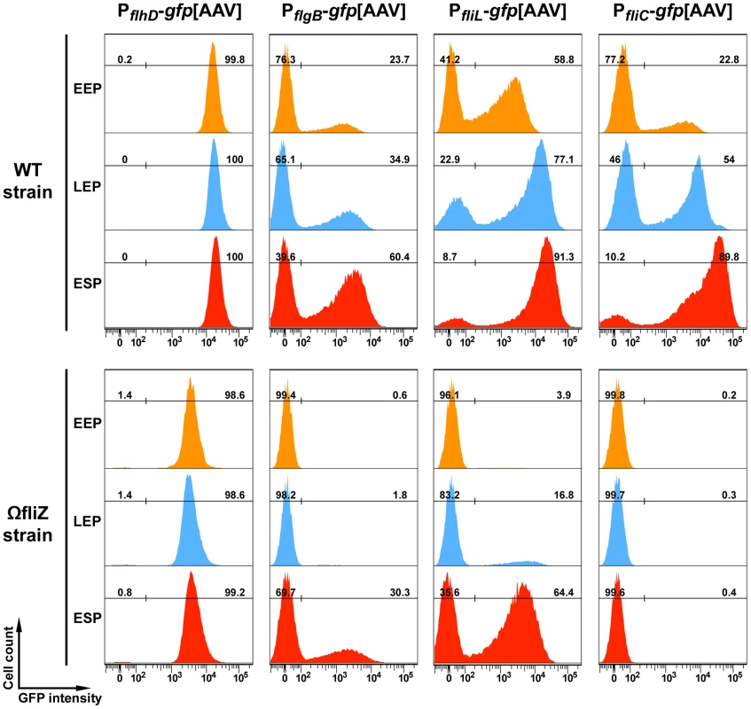 Time-course of P<i><sub>flhD</sub></i>, P<i><sub>flgB</sub></i> , P<i><sub>fliL</sub></i> and P<i><sub>fliC</sub></i> promoter activities in wild type and <i>fliZ</i> strains.