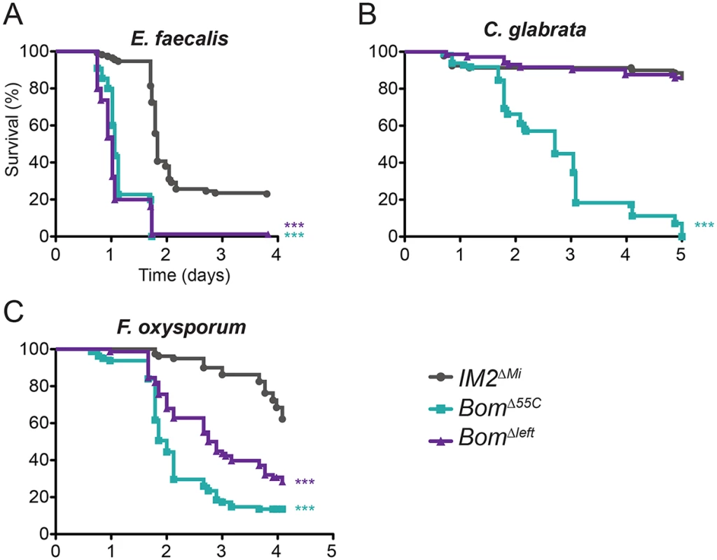 Loss of a subset of the 55C <i>Bom</i> genes has an intermediate effect on survival.