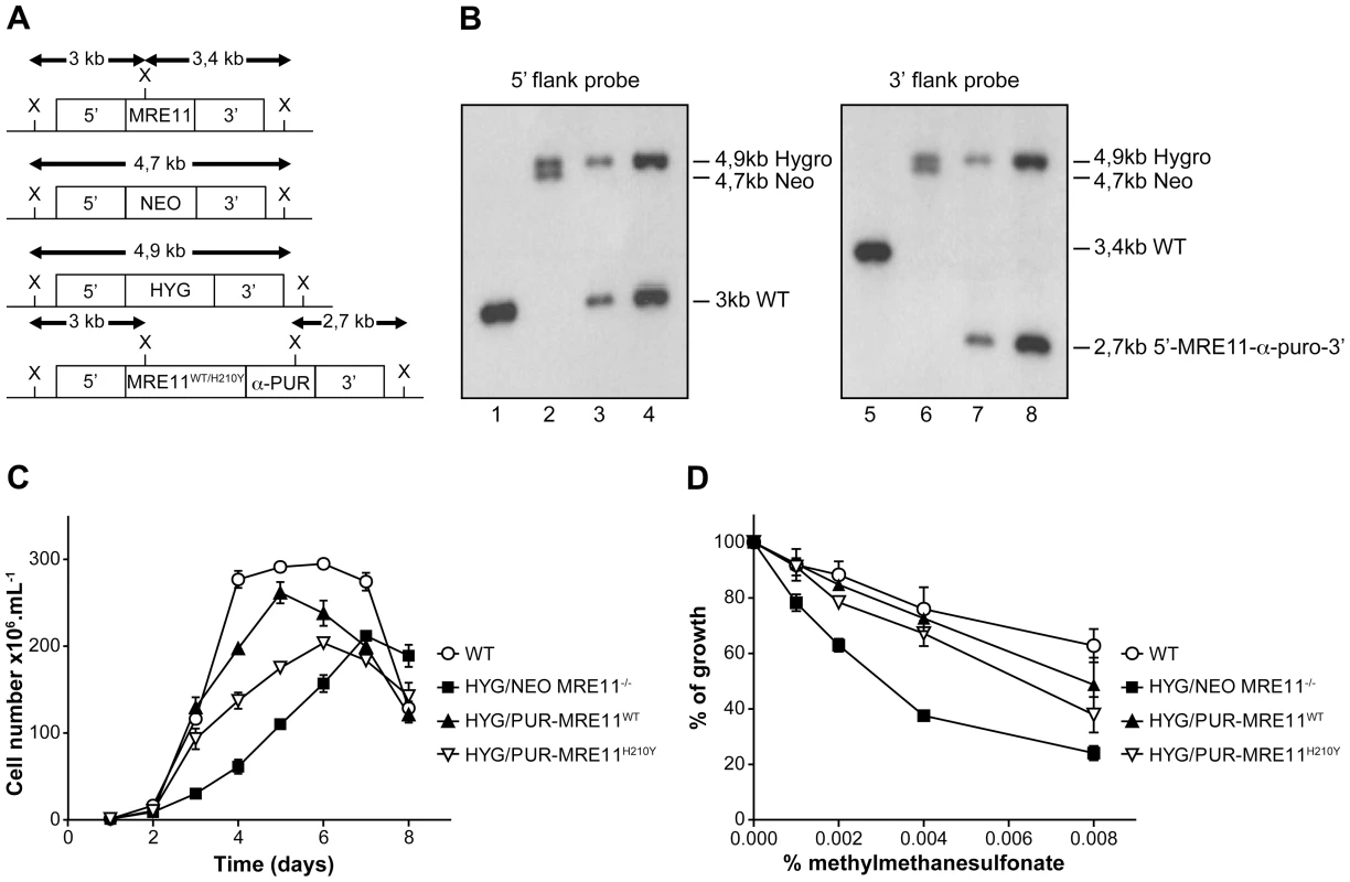 <i>MRE11</i> gene inactivation in <i>L. infantum</i> and phenotypic analysis.