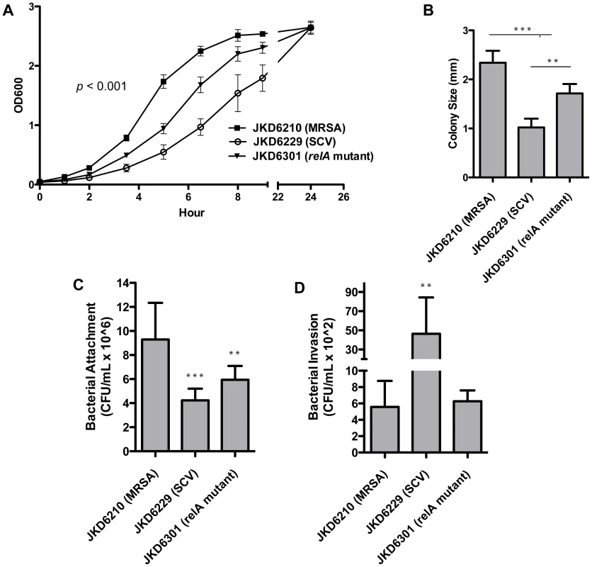 Phenotypic features and cellular attachment, invasion and persistence of clinical isolates and mutant strain JKD6301.