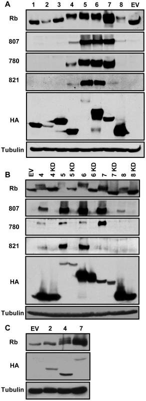 The beta- and gamma-herpesvirus CHPKs phosphorylate Rb.