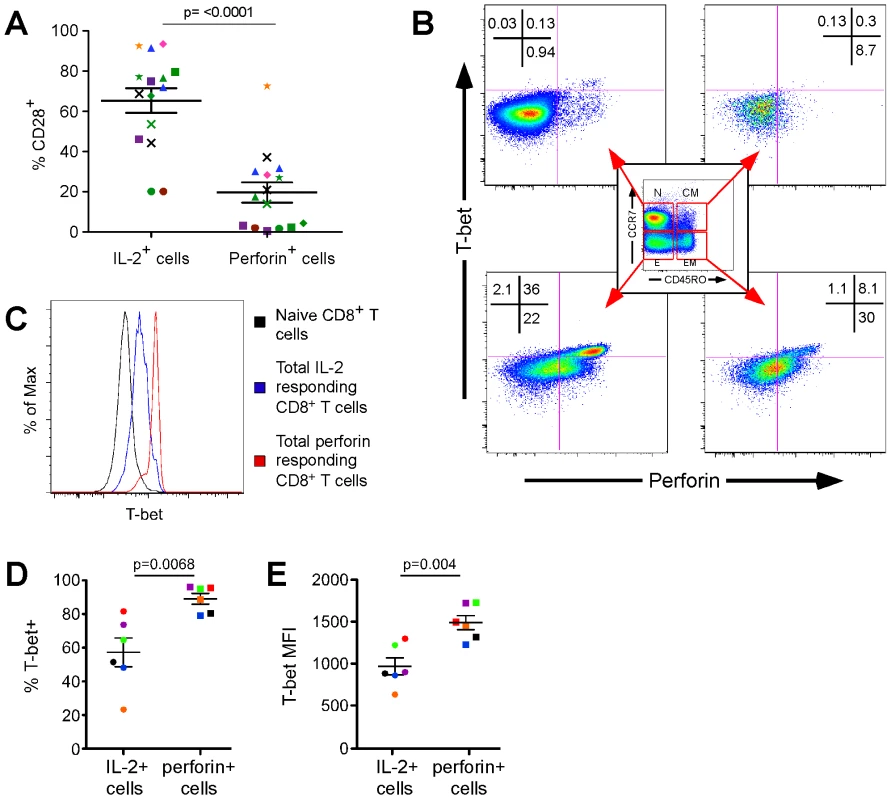T-bet is preferentially expressed in CD8<sup>+</sup> T cells that rapidly upregulate perforin and promotes an effector phenotype.