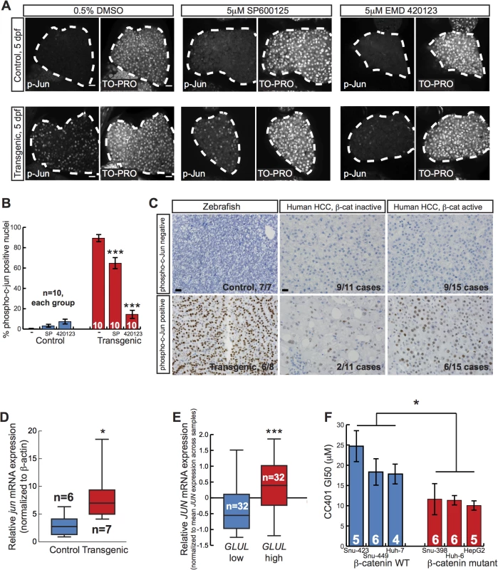 Activated β-catenin is associated with JNK pathway activation.