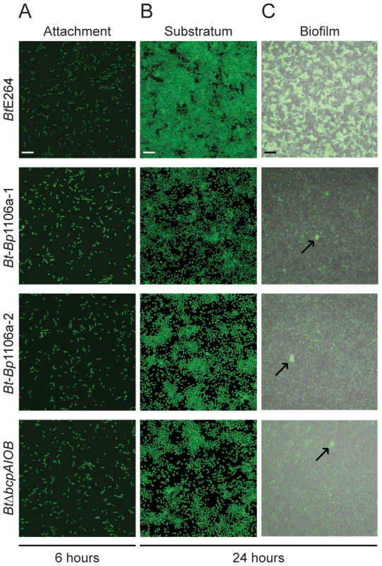 Analysis of <i>Bt-Bp</i> chimeric strains early in biofilm development.