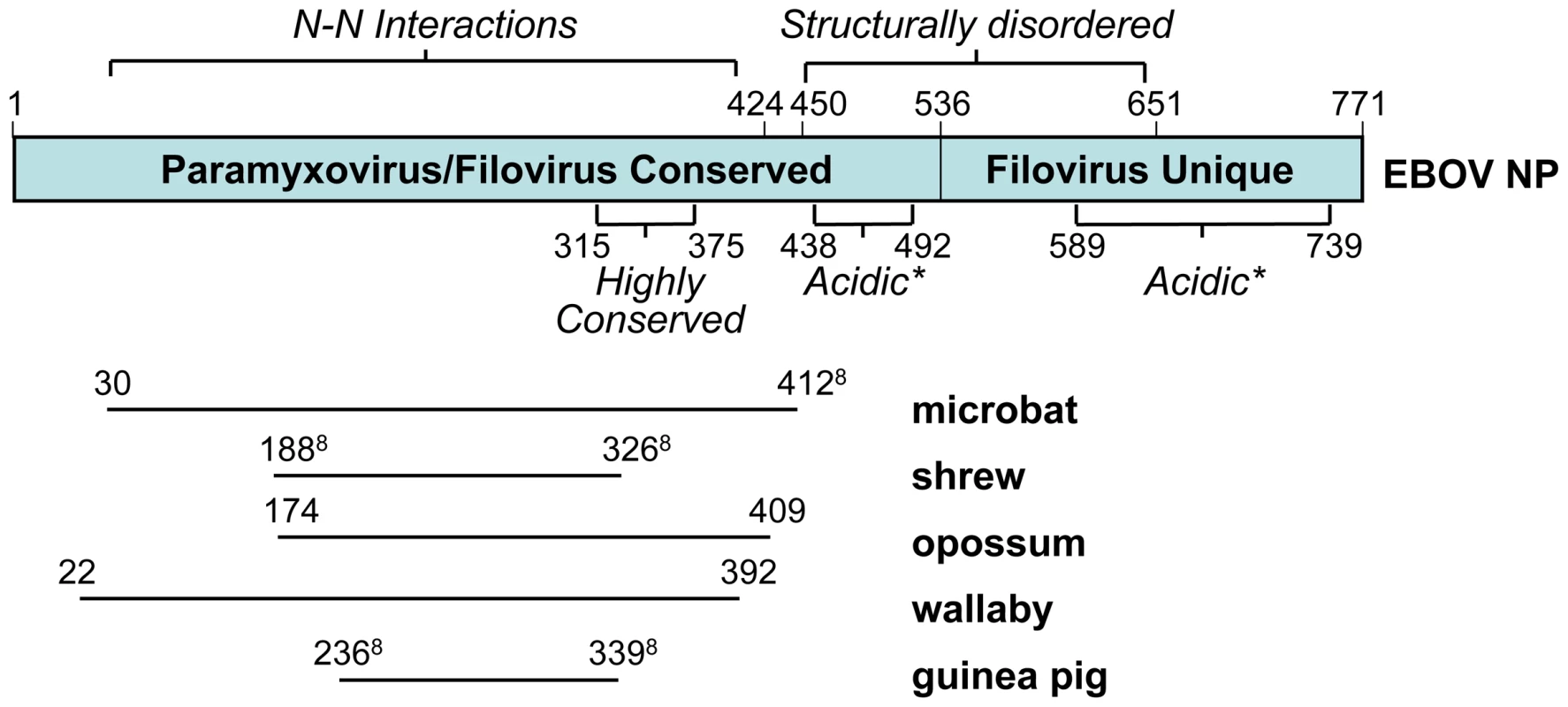 Domain structure of the EBOV N protein, and its alignment with several related endogenous sequences identified by the BLAST program.