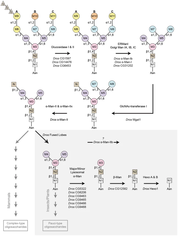 Pathway for Rh1 oligosaccharide trimming.