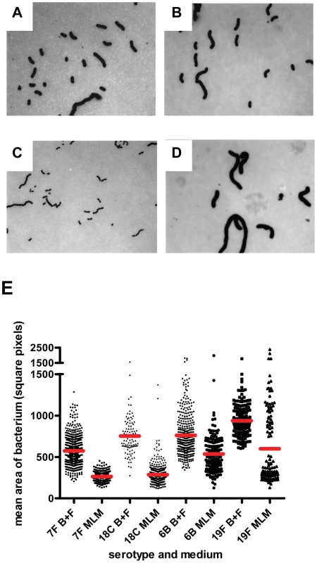 FITC-dextran exclusion assay.