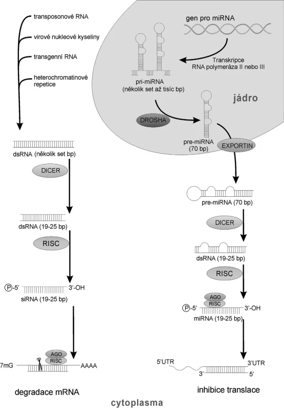 Mechanismus vzniku RNAi