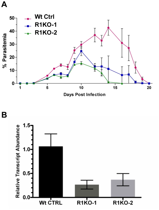 Phenotypic analysis of <i>pyrom1(-)</i> mutant parasite in the mammalian host.