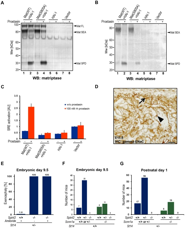 Prostasin activates matriptase on the surface of HEK293 cells.