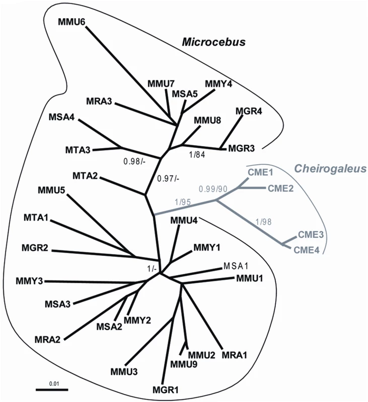 Unrooted tree of several LTRs (9<n<3) obtained in each of the following species of Malagasy lemurs.