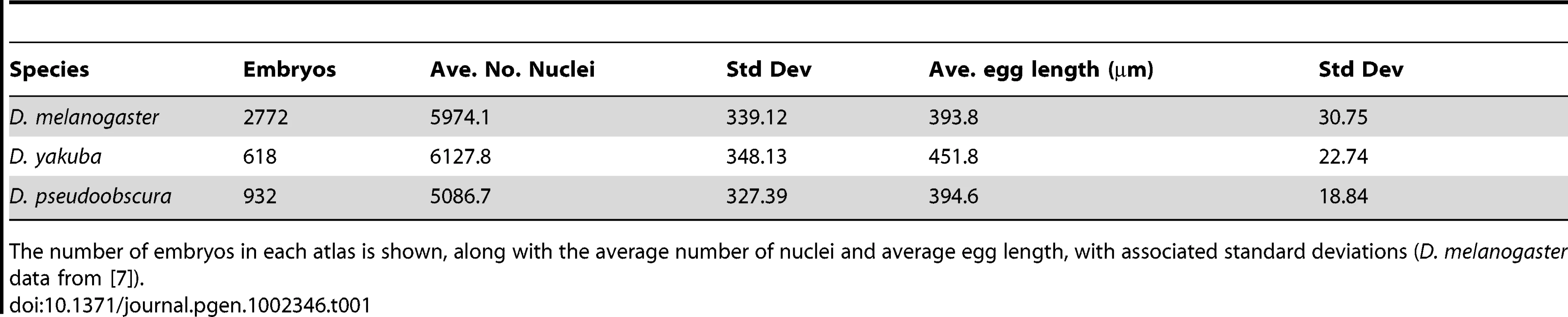 Egg length and nuclear number varies in blastoderm embryos of <i>D. melanogaster</i>, <i>D. yakuba</i>, and <i>D. pseudoobscura</i>.