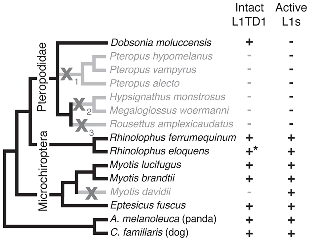 Loss of <i>L1TD1</i> in megabats appears to follow the loss of L1 activity.