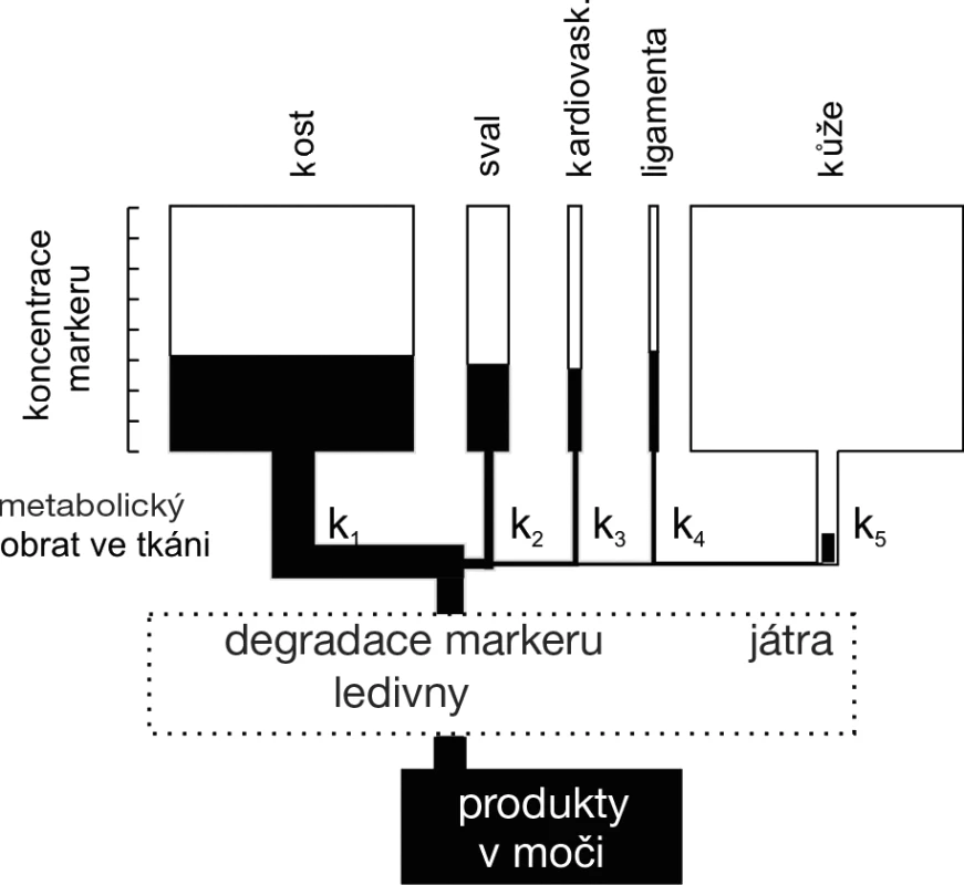 Schéma koncentrace biochemických markerů v oběhu v závislosti na jejich tvorbě v jednotlivých typech tkání a na clearance markerů (upraveno dle Robins, S. P. Bone Markers.
Martin Dunitz, London, 2001, s. 51)