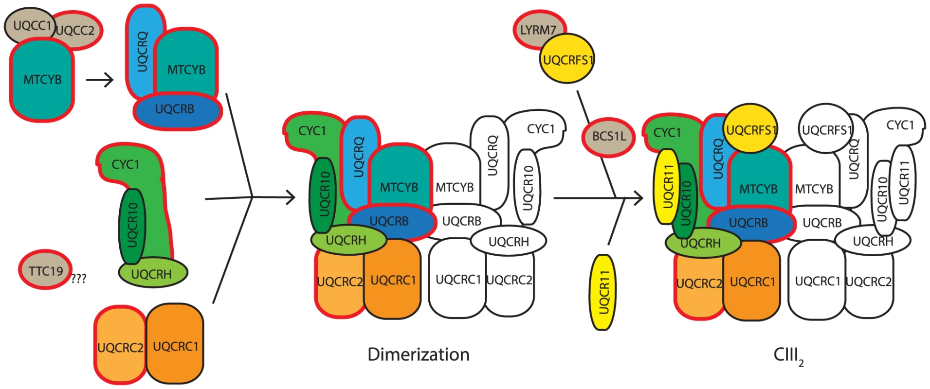Proposed model of CIII assembly.