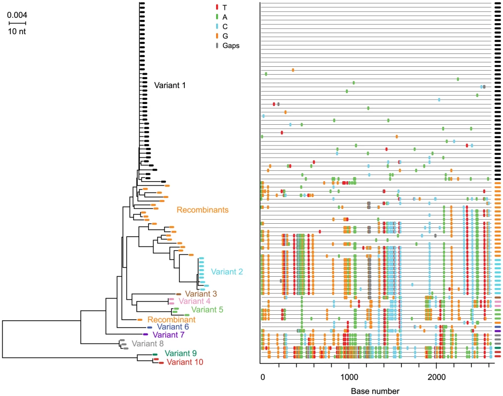 NJ tree and <i>Highlighter</i> plot of HIV-1 <i>env</i> diversity in subject 04013171.