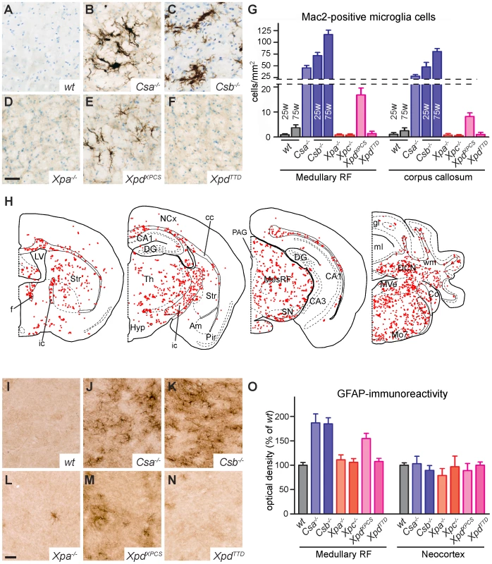 TCR–deficient mice show microglia and astrocyte activation in the white matter.