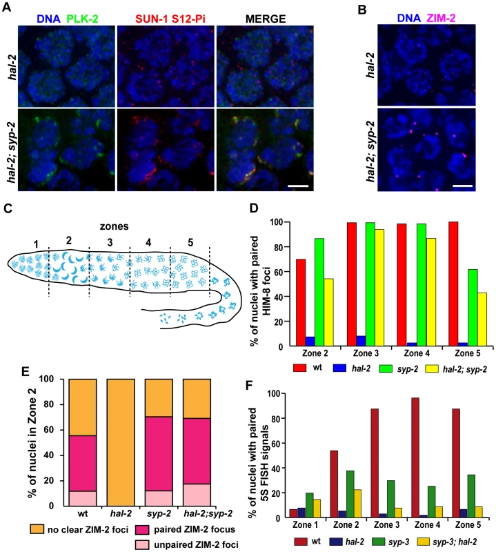 Removal of SYP proteins in <i>hal-2</i> mutants partially restores chromosome clustering, markers of PC-mediated chromosome movement, and homologous pairing.