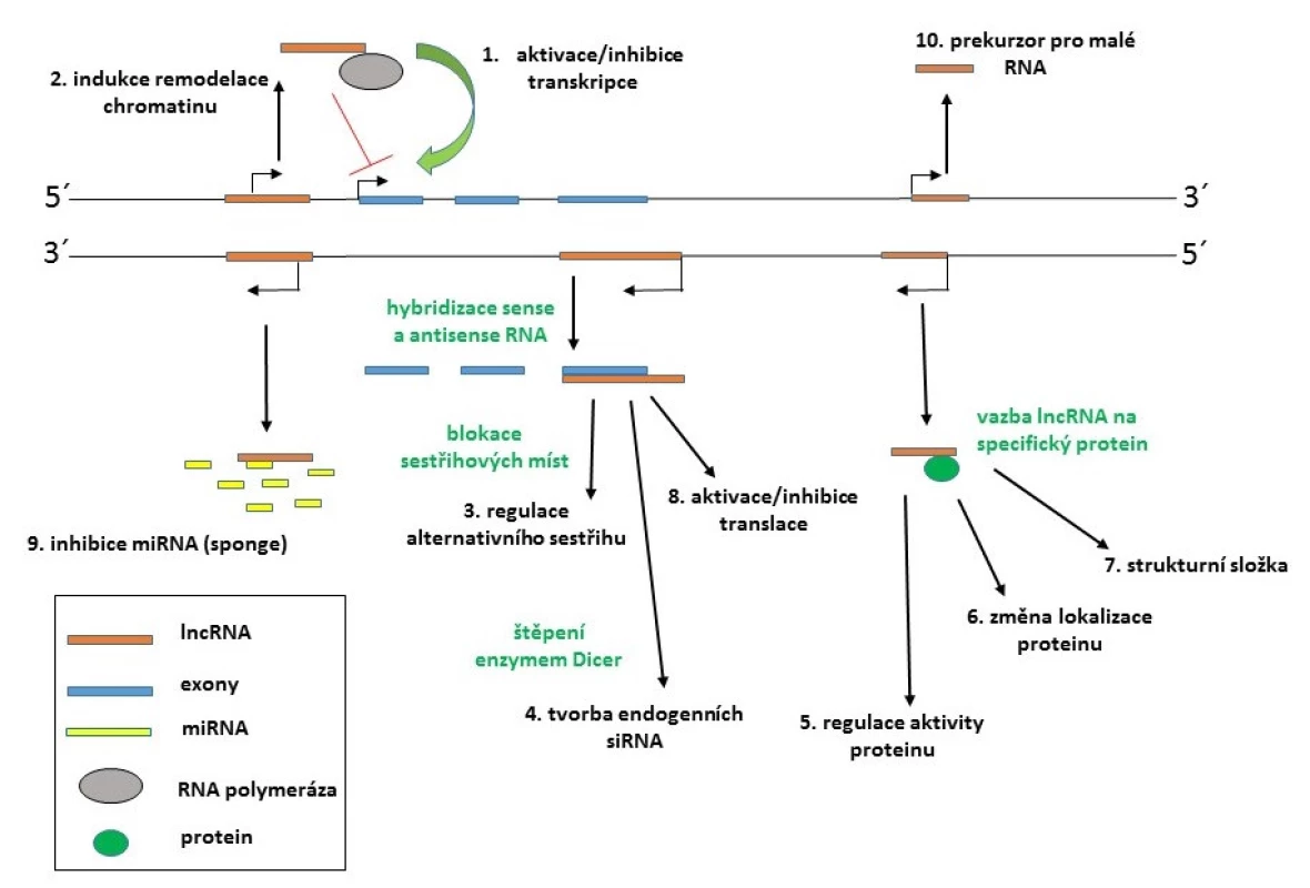 Příklady mechanismů působení lncRNA (upraveno podle: 36) 1. Aktivace či inhibice transkripce vazbou lncRNA na RNA polymerázu II nebo transkripční faktory; 2. indukce remodelace chromatinu; 3. regulace alternativního sestřihu vazbou lncRNA na místa pre-mRNA rozpoznávaná spliceosomem; 4. z dvouřetězcových transkriptů mohou vznikat endogenní siRNA; 5. regulace aktivity proteinu navázáním lncRNA; 6. změna lokalizace proteinu; 7. komplex lncRNA s proteinem může sloužit jako strukturní složka ribonukleoproteinových komplexů; 8. regulace translace prostřednictvím stabilizace/destabilizace mRNA; 9. vazba lncRNA na miRNA a jejich titrace z cílových mRNA (tzv. mechanismus sponge); 10. transkript lncRNA může sloužit jako prekurzor pro malé RNA.