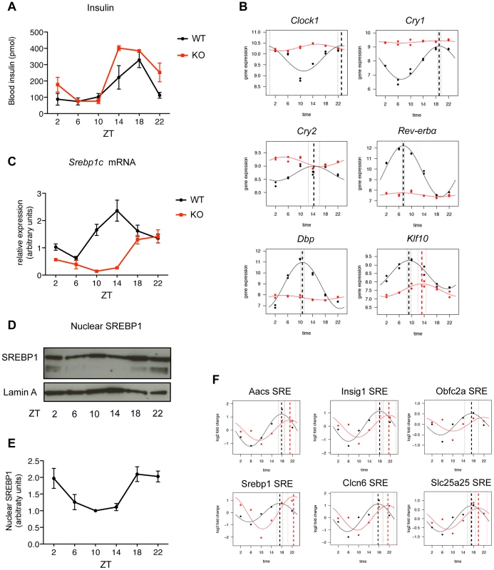 SREBP1 binding is rhythmic in <i>Bmal1<sup>−/−</sup></i> upon time-restricted feeding.