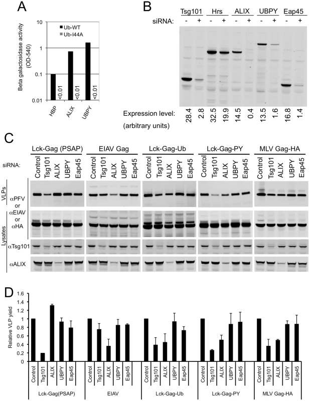 Role of ubiquitin-binding class E VPS factors in ubiquitin-dependent and PPxY-dependent particle release.