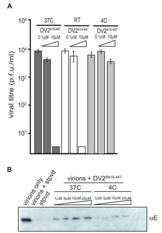 Temperature dependence of peptide-virus interaction.