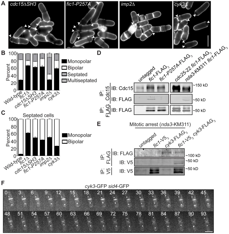 Fic1 participates in protein–protein interactions at the CR that guide subsequent growth polarity.