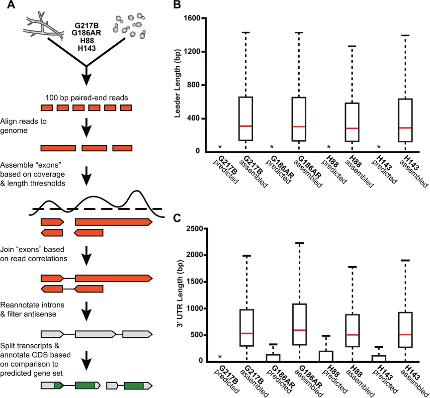 <i>De novo Histoplasma</i> transcriptome reconstruction augments transcript models.