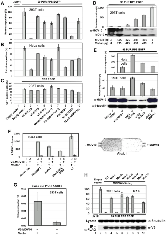 Evidence from cell culture retrotransposition assays that MOV10 inhibits insertion of non-LTR retrotransposons.