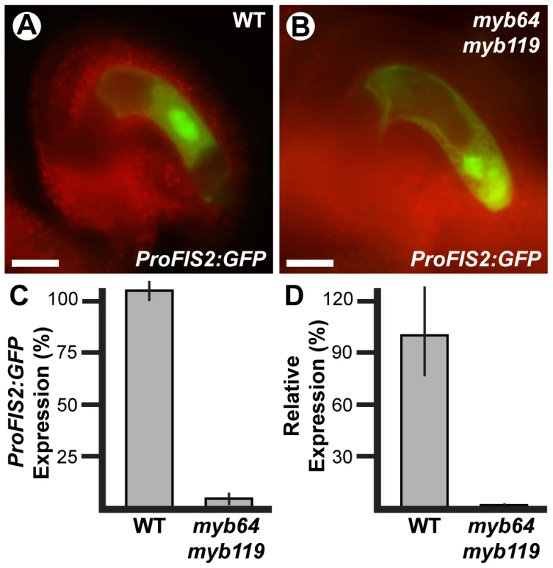 <i>FIS2</i> is downregulated in <i>myb64 myb119</i> gametophytes.