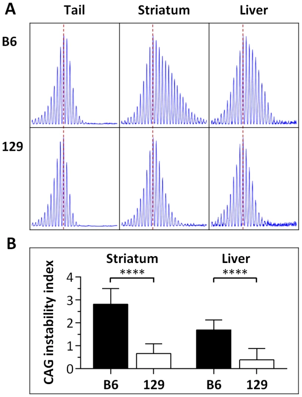 Somatic <i>HTT</i> CAG instability differs between B6.<i>Hdh<sup>Q111</sup></i><sup>/+</sup> and 129.<i>Hdh<sup>Q111</sup></i><sup>/+</sup> mice.