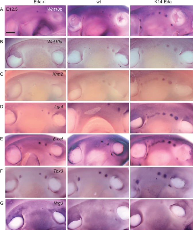 Wnt pathway genes are upregulated already at E12.5 in the region where supernumerary mammary placodes form.