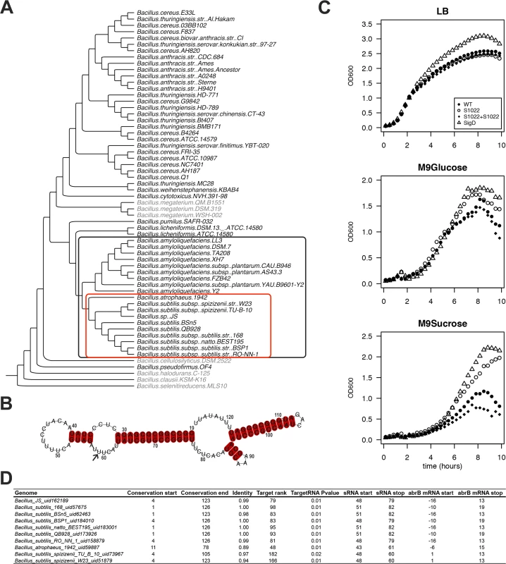 The RnaC/S1022 growth phenotype is linked to the evolutionary target prediction of abrB.