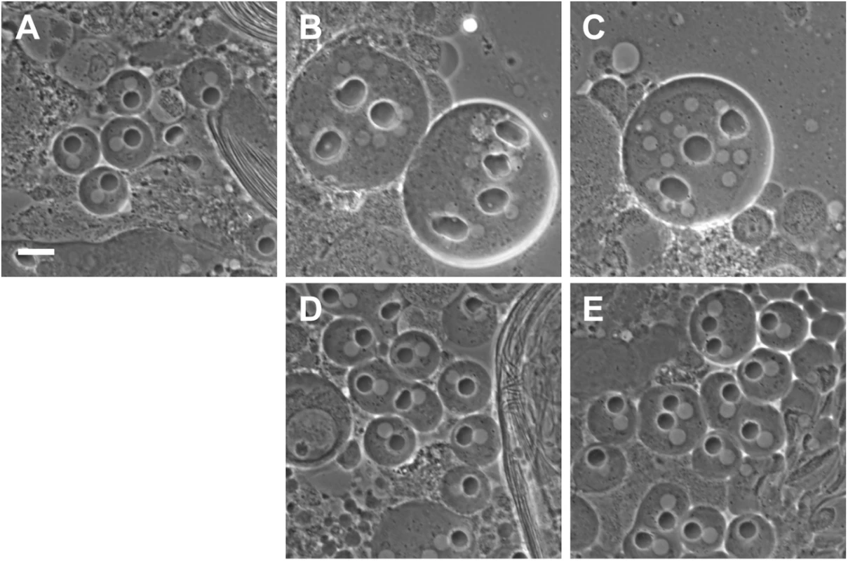 Rescue of <i>funnel cakes</i> and <i>onion rings</i> mutant cells by Sec8 and Exo84.