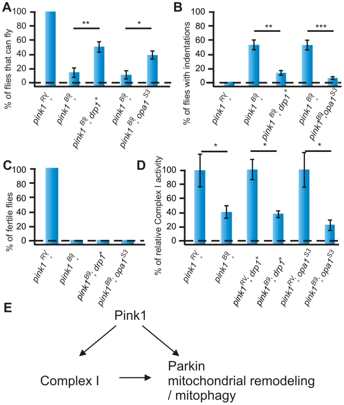 Increased mitochondrial fission does not rescue reduced Complex I enzymatic activity of <i>pink1</i> mutants.