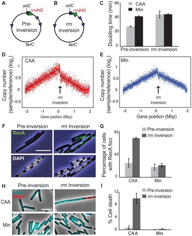 Inversion of <i>rrnIHG</i> impedes replication, triggers RecA recruitment, and elevates cell death.