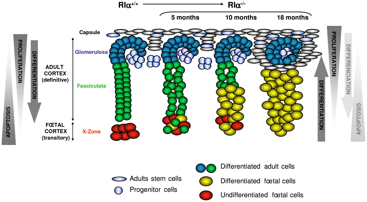 Model of dynamic changes and cell renewal in the AdKO adult cortex.