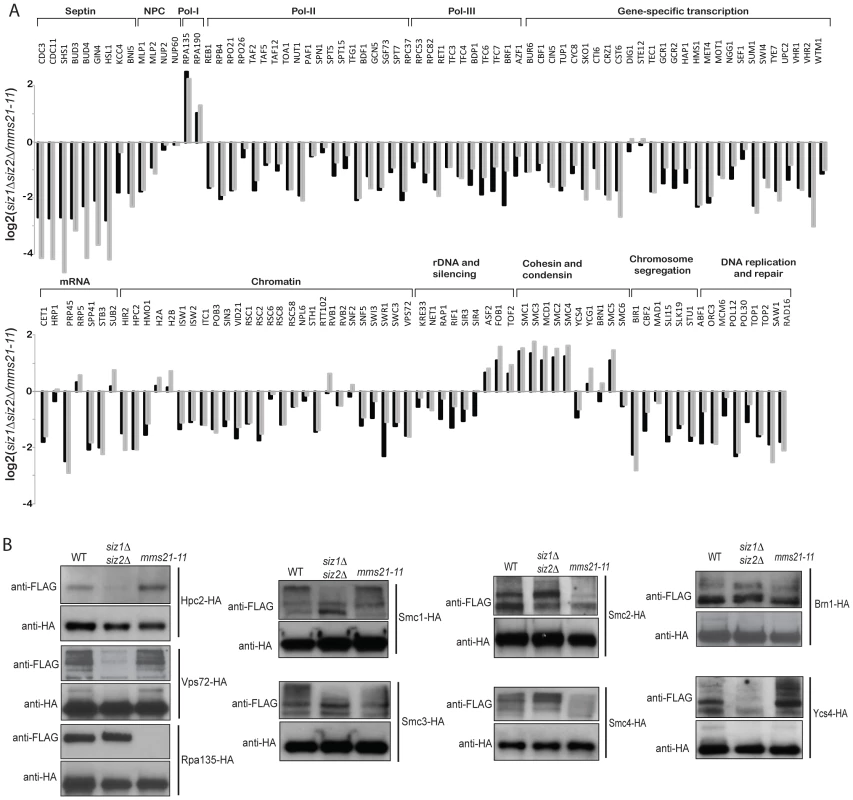 Identification of SUMO targets that are more specific to Mms21 than Siz1 and Siz2.