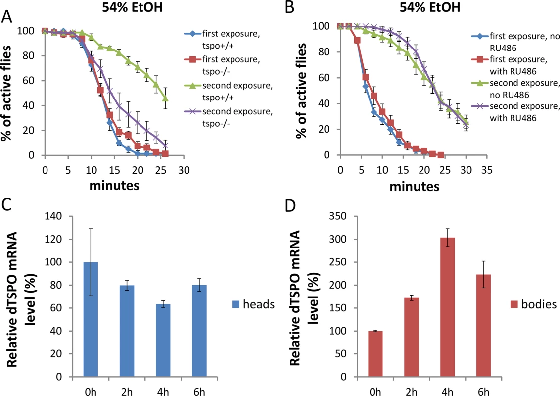 Systemic loss of dTSPO inhibits the development of ethanol tolerance.