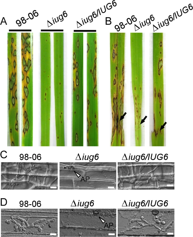 <i>IUG6</i> is involved in pathogenicity of <i>M</i>. <i>oryzae</i>.