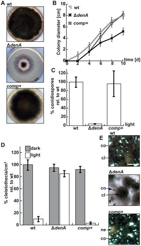 <i>denA</i> function is required for <i>A. nidulans</i> development.