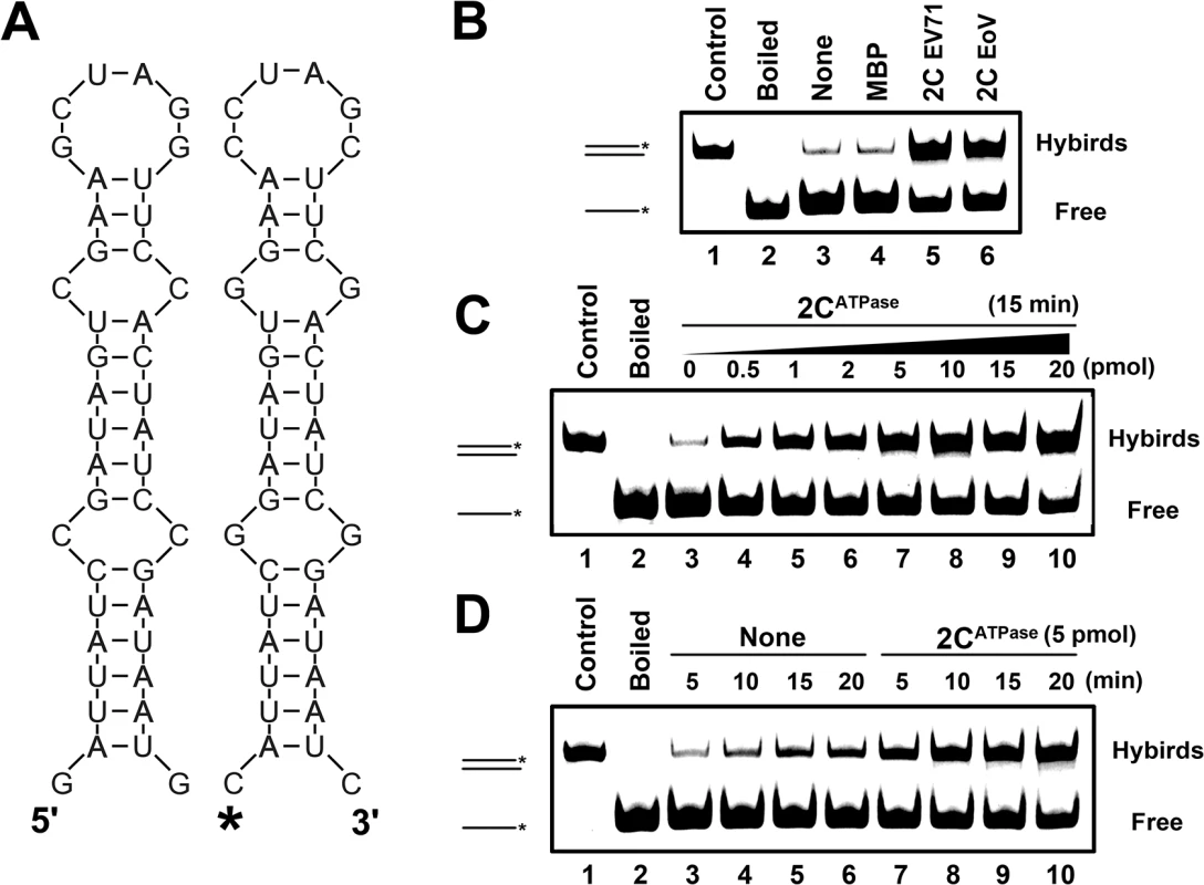 2C<sup>ATPase</sup> destabilizes structured RNA strands and stimulates annealing.