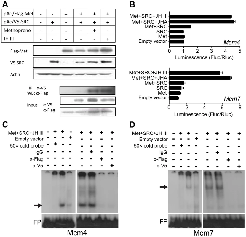 <i>Mcm4</i> and <i>Mcm7</i> transcription and the JH-receptor complex.
