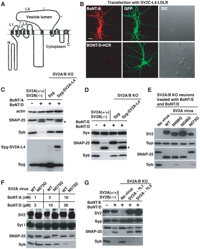 BoNT/D utilizes a SV2-binding mechanism distinct from BoNT/A and E.