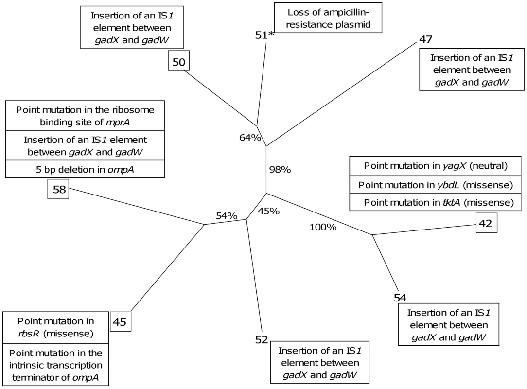 Neighbour joining distance tree based on the phenotypic and proteomic data indicating the relationships between the 8 representative <i>E. coli</i> isolates of patient 3 with the identified mutations.